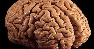 www.theindiaprint.com how the brains creases affect how it works download 2023 06 01t202605.478 11zon