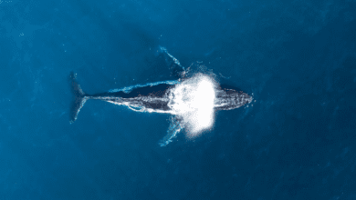 www.theindiaprint.com the ability of whales to capture co2 is limited according to new research whale 16x9 1 scaled 11zon