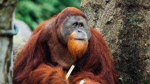 www.theindiaprint.com the animal kingdoms beatboxers are orangutans download 2023 06 29t115526.502