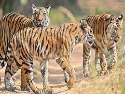 theindiaprint.com tiger population increases to 135 in uttar pradeshs dudhwa park download 2023 07 30t121630.955