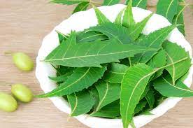 www.theindiaprint.com does neem regulate blood sugar in patients with diabetes what is known images 2023 07 02t203119.563