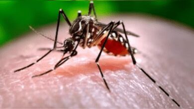 www.theindiaprint.com from january 1 to july 15 delhi reported 163 dengue cases and 54 cases of malaria dengue 350x196 11zon