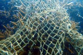 www.theindiaprint.com most of the plastic pollution on coral reefs is believed to be caused by fishing gear download 2023 07 15t130914.371