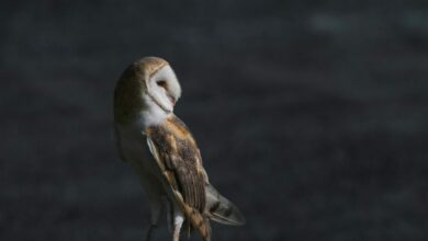 www.theindiaprint.com not only people anymore birds are also getting divorced barn owl 1096508426 1100x640 1