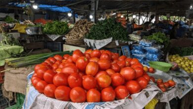 www.theindiaprint.com prices for tomatoes are further rising reaching rs 250 a kilogram heres how to get tomatoes for rs 90 in delhi ncr and other cities apmc vashi 2 1019x573 11zon