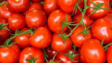 www.theindiaprint.com reduced tomato prices the government would sell them to consumers for rs 80 per kg as a relief mlp33cjahqq6fsjd 1689488999 11zon