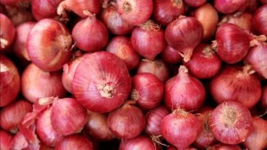 www.theindiaprint.com the government purchases 3 lakh tons of onions for buffer stock and is testing barcs irradiation of onions onion cleaning by machine 1633872743 1 11zon