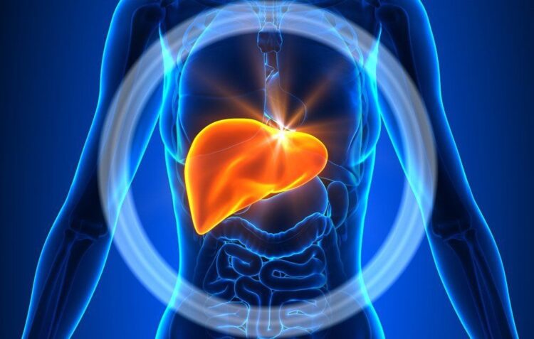 theindiaprint.com alcohols effect on liver rotation expert opinion shutterstock 232605451 liver decade3d anatomy online opener 1486081616 11zon