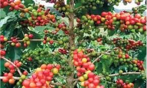 theindiaprint.com karnatakas coffee growers breathe a sigh of relief as prices rise and a cup of coffee will cost more images 37 11zon