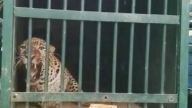theindiaprint.com fifth leopard captured in andhra pradesh close to tirumala temple leopard 11zon