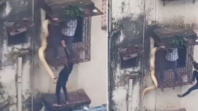 theindiaprint.com viral video shows massive snake dangling from window of a house in mumbais thane 2