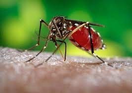 theindiaprint.com bihar now has 13000 cases of dengue images 2023 10 23t191514.541 11zon 1
