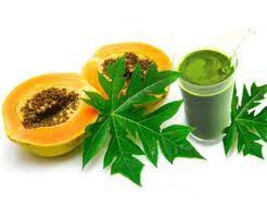 theindiaprint.com giloy papaya leaves can they truly help with dengue understand what the medical pr