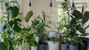 theindiaprint.com plant these plants in your home to help reduce pollution youll feel better and the