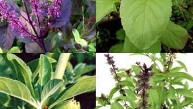 theindiaprint.com discover which of the four varieties of basil is best for you there are not just o