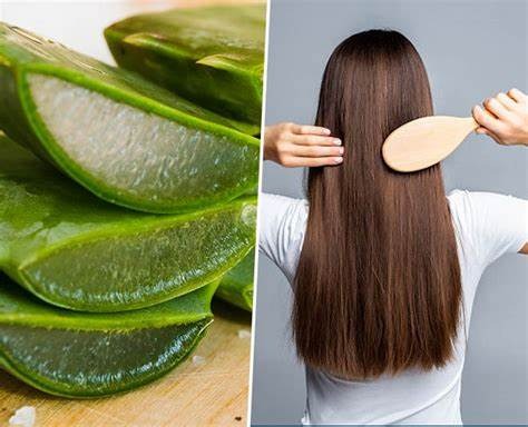 theindiaprint.com use aloe vera in this manner if youre scared about hair loss the results will show