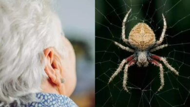 theindiaprint.com after experiencing pain a woman discovers a spider nest in her ear information her