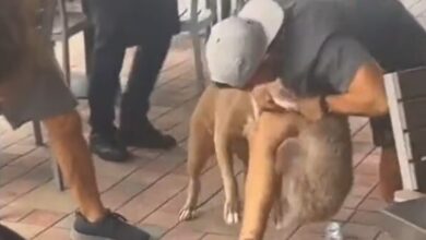 theindiaprint.com popular video pit bull attacks puppy while its sitting on the womans lap owner is
