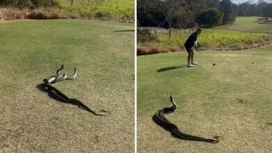 theindiaprint.com watch man keeps playing golf while two fighting pythons are next to him 79026201 0