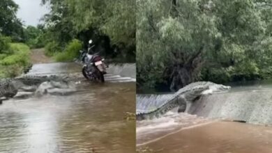 theindiaprint.com this terrifying video shows a crocodile crossing a road and then vanishes into the