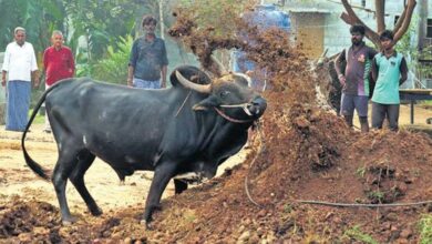 theindiaprint.com 26 year old killed in stampede during illicit bull racing in tamil nadu tnie impor