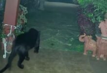 theindiaprint.com a terrifying video of a black panther exploring a home and breaking in goes viral