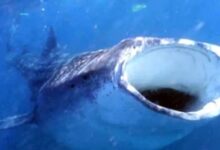 theindiaprint.com australia had the sighting of a massive whale shark with hundreds of teeth 11zon c