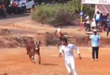 theindiaprint.com bazbull in a hilarious viral video a bull interrupts a local cricket match and cha