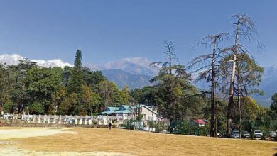 theindiaprint.com british planted deodar diminishes in palampur 2024 2largeimg 1094027229