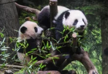 theindiaprint.com china wants to rekindle its panda diplomacy this year by sending more pandas to th