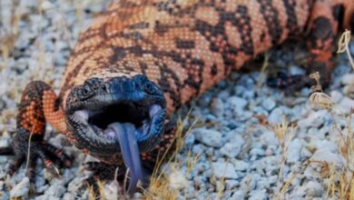 theindiaprint.com details of the illegally maintained gila monster that bit the man who died are ava