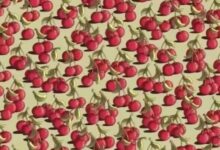 theindiaprint.com find tomato among cherries in 7 seconds using optical illusion untitled design 3 2