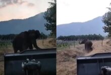 theindiaprint.com in this beautiful video an elephant expresses gratitude to the rescuers for saving