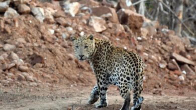 theindiaprint.com indias leopard population has increased to 13874 report leopard at amagarh reserve