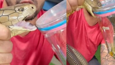theindiaprint.com internet is stunned by this viral video of a man grabbing and extracting venom fro