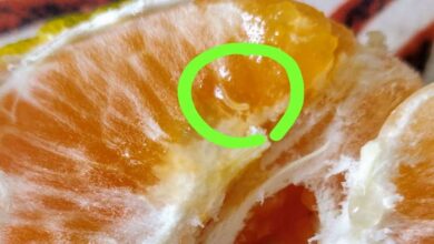theindiaprint.com man discovers crawling worm in orange ordered from zepto business replies orange 1