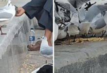theindiaprint.com mumbais trending video why is feeding farsan the migratory seagulls at marine driv