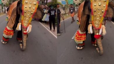 theindiaprint.com popular video an elephant clad mascot grooves to kaavaalaa leaving the internet in