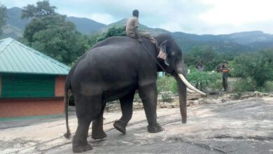 theindiaprint.com tamil nadu to prevent jumbos the forest department would send out more personnel t
