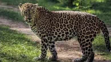 theindiaprint.com there are 13874 leopards in india growing at an annual rate of 1 08 report central