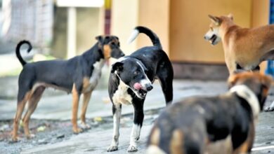 theindiaprint.com to control stray dogs in chennai there will be two additional abcs and immunizatio