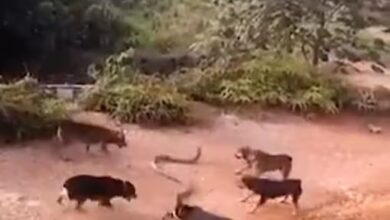 theindiaprint.com trending in this terrifying video dogs repeatedly attack and bite a king cobra unt