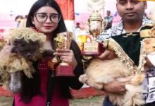 theindiaprint.com two persian cats in bihar win a million hearts with their fits of fury untitled de