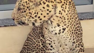 theindiaprint.com vantara success story infection and poaching releaved leopard deva deva the rescue