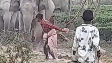 theindiaprint.com viral video after poking an elephant with a stick this happened 11zon cropped 40