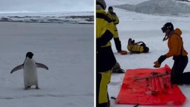 theindiaprint.com watch inquisitive penguin inspects antarctic carpenters work untitled design 2024
