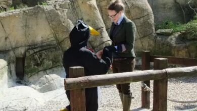 theindiaprint.com you wont believe why this man dresses like a penguin to ask his girlfriend into ma