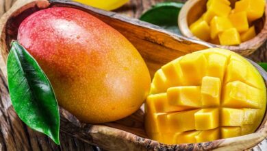 theindiaprint.com accept the majesty of mangoes reasons to savour the fruit that ruled them this sea