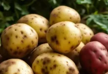 theindiaprint.com lawmakers disagree with the us governments plan to categorise potatoes as grains 1