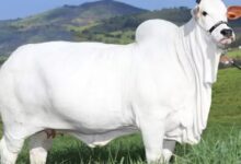 theindiaprint.com nellore cow sets new record in brazilian livestock auction with price of rs 40 cro